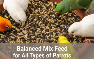 The seed mix I give my parrots daily along with their regular parrot foods