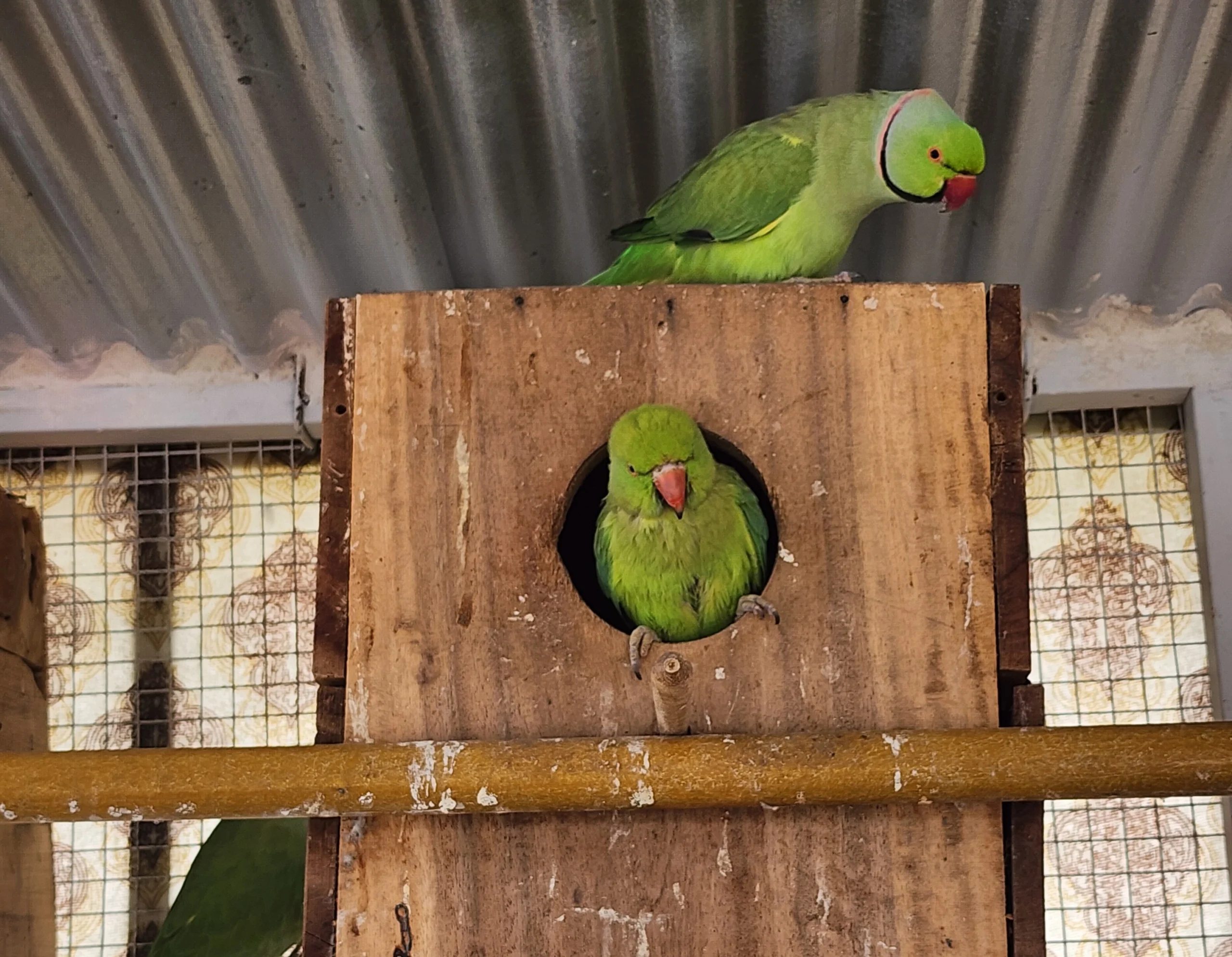 Indian Ringneck Parrots eating fruits on perch – male and female pair Indian Ringneck Parrots eating fruits on perch – male and female pair
